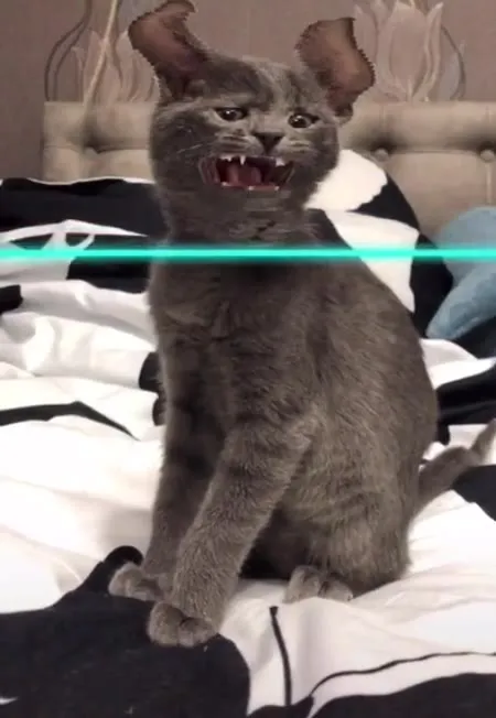 Коты под сканирующую линию