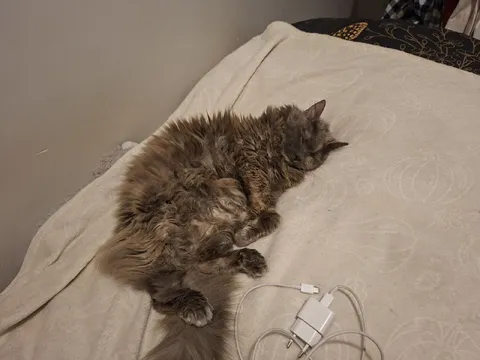 Кот спит на зарядке