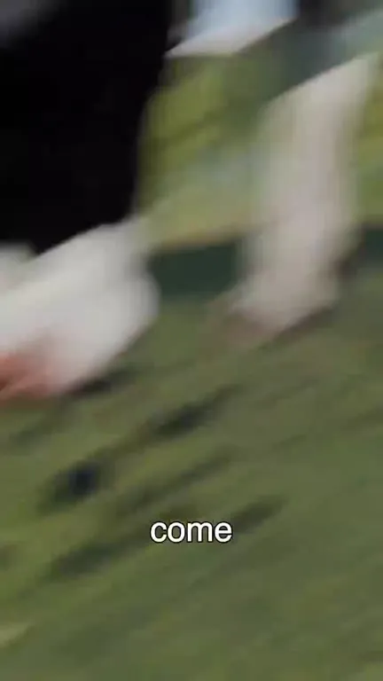 Cow Shoots Milk Bullets