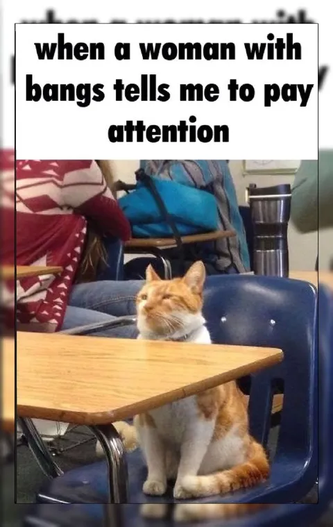 Cat Refuses to Pay Attention