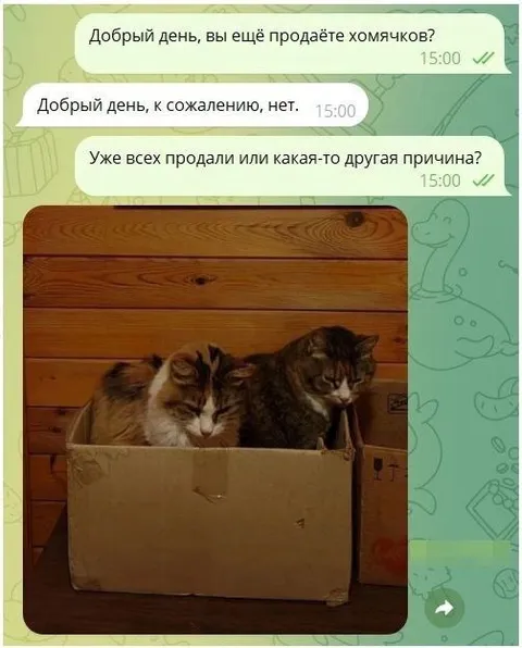 Котята уже проданы