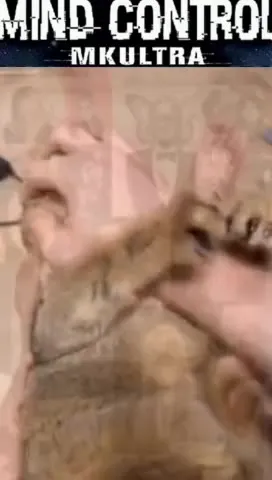 Mind-Controlled Cats Fight