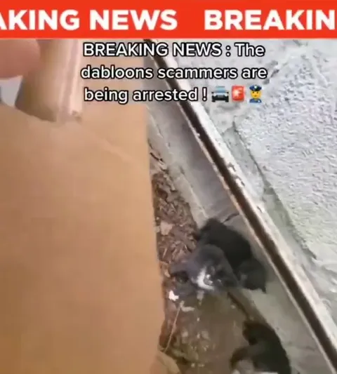Breaking News: Kitten Scammers Arrested