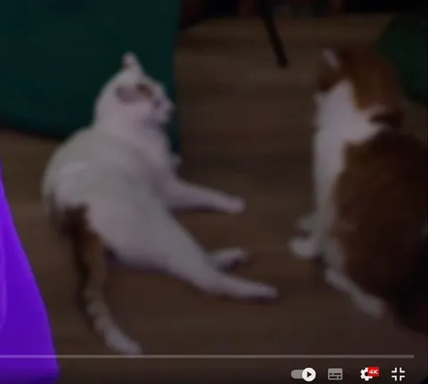 Коты выясняют отношения