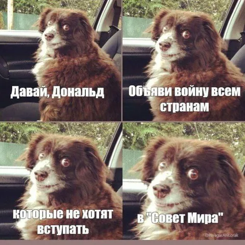 Собака объявляет мировую войну