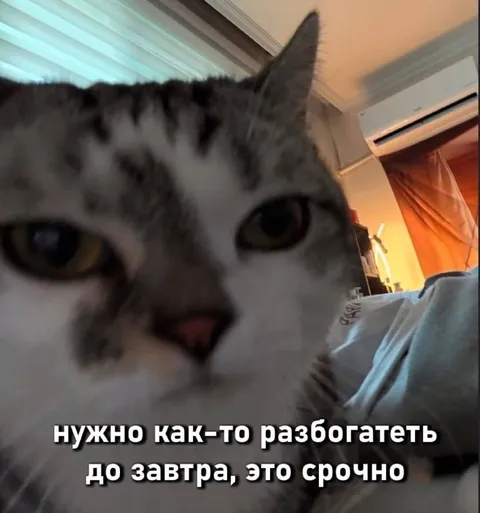 Кот и срочная работа
