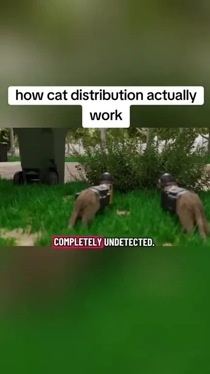 How Cat Distribution Actually Works