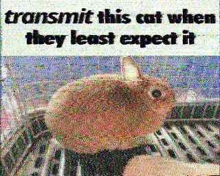 Transmit This Cat Unexpectedly