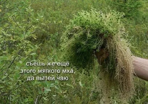Съешь ещё мягкого мха