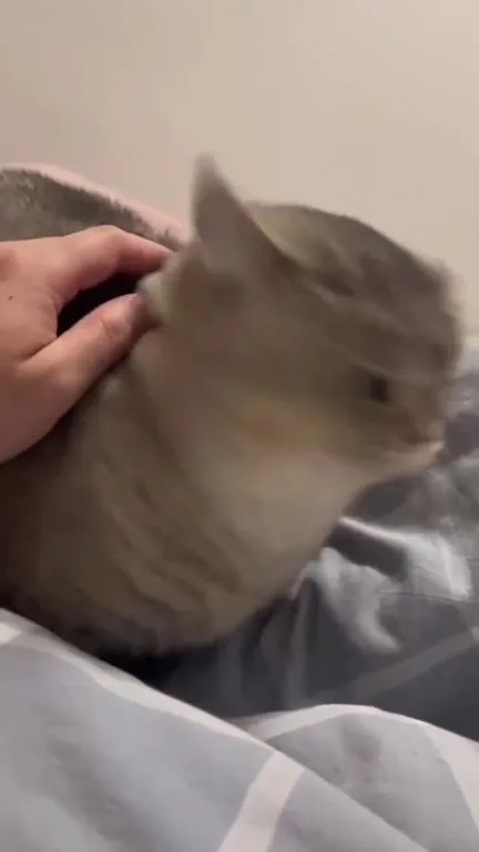 Котик не хочет, чтобы его гладили