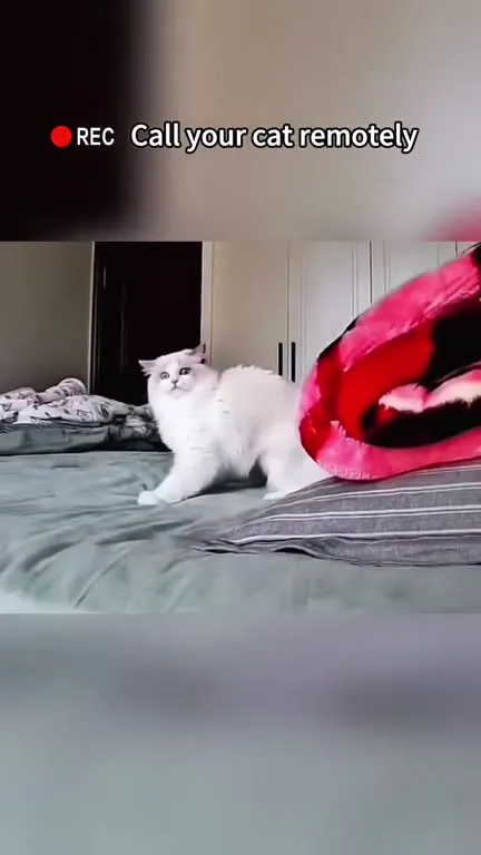 Call Your Cat Remotely