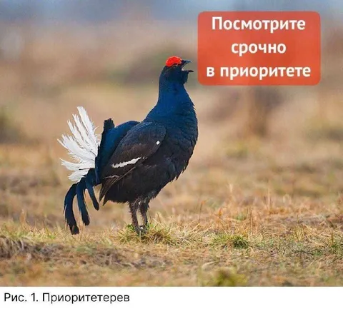 Приоритетерев срочно