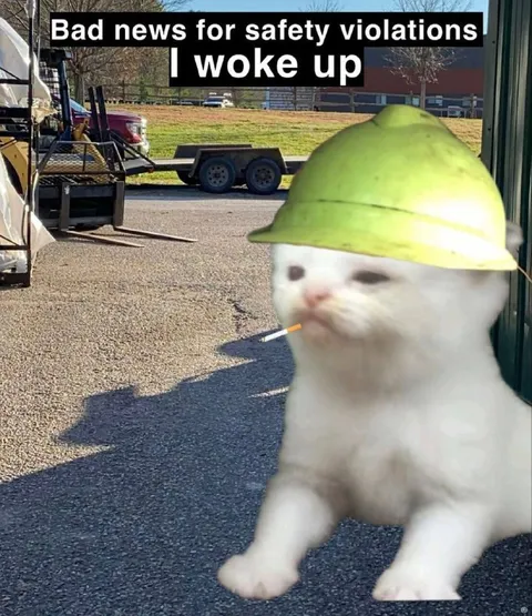 Construction Cat Woke Up