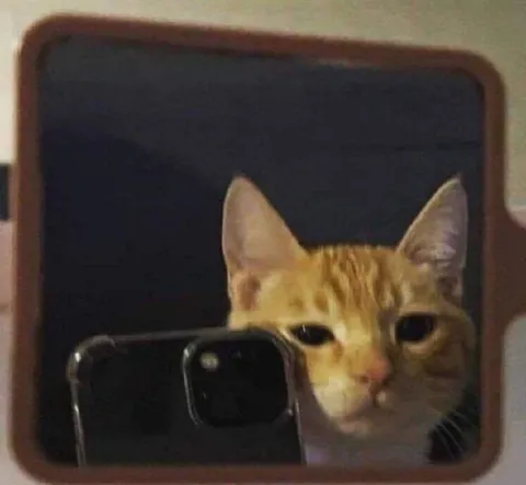 Кот делает фейс-ревил