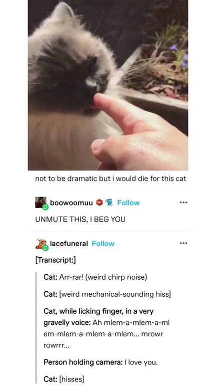 Cat Makes the Weirdest Sounds