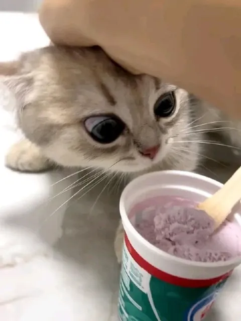 Котик хочет мороженое