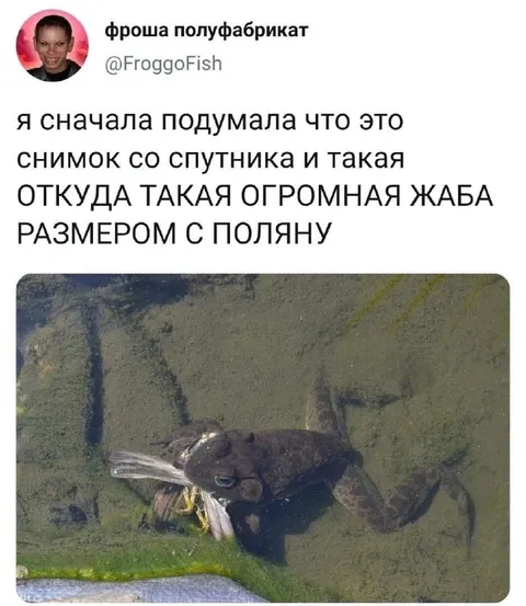 Огромная жаба размером с поляну
