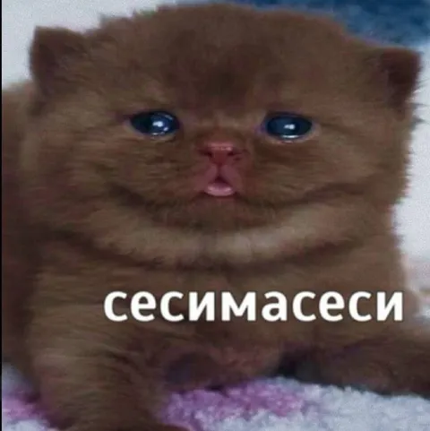 Плачущий кот сесимасеси