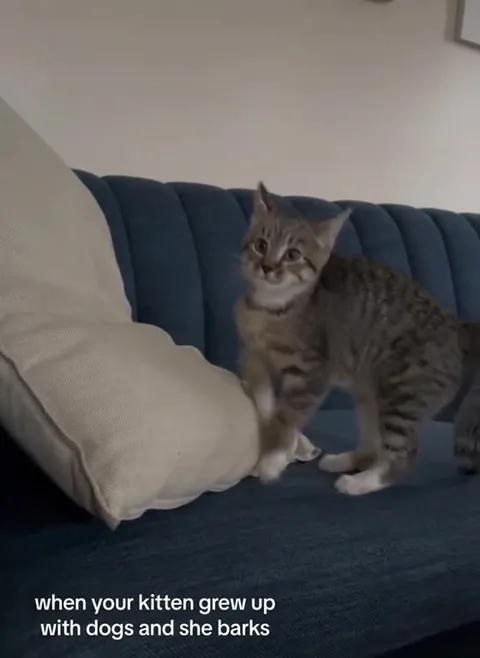 Kitten Raised by Dogs Barks