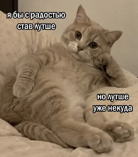 Коту уже некуда становиться лучше