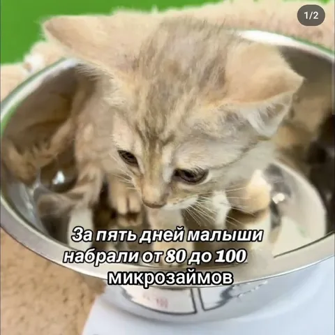 Котята набрали микрозаймов