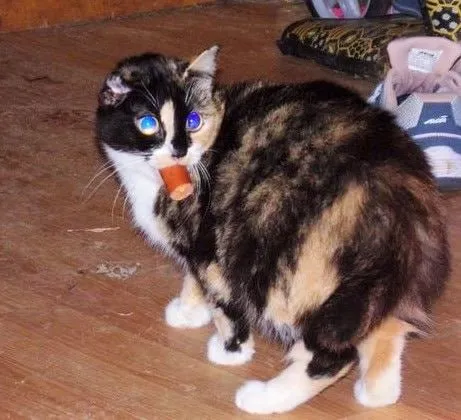 Кот с апельсином во рту