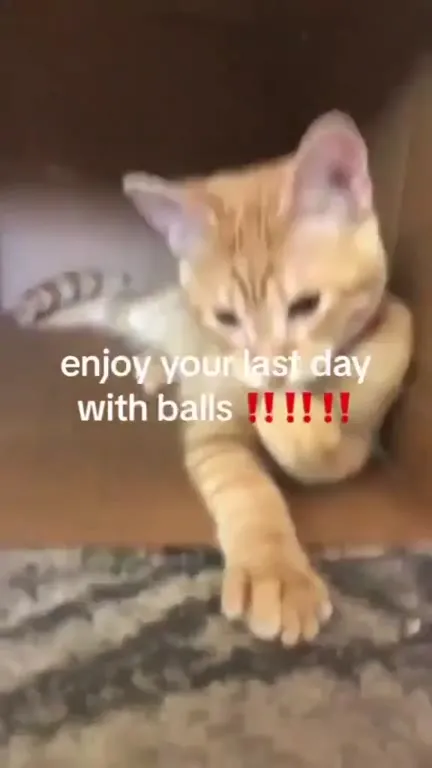 Kitten Crawls Out With Balls