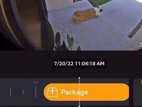 Cat Package Delivery Alert