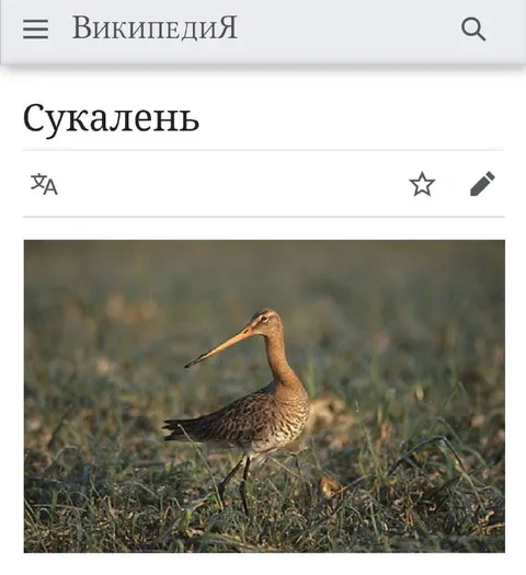 Сукалень на болоте