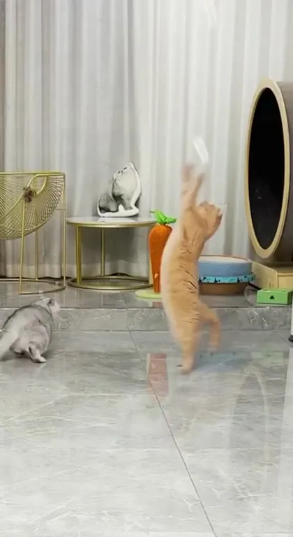 Котёнок проходит кошачью Олимпиаду