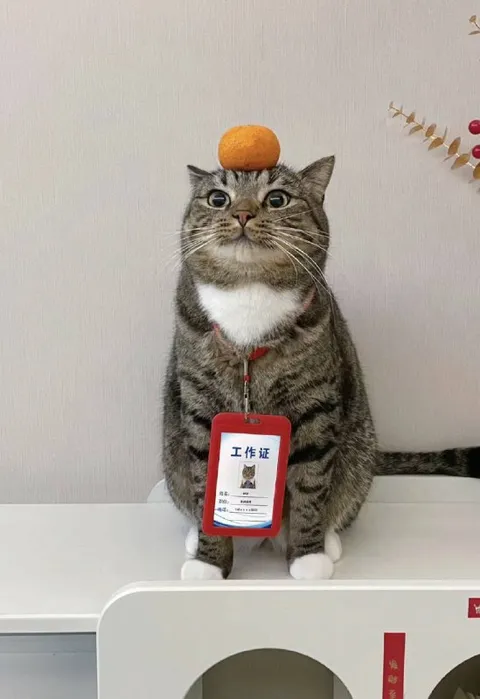 戴工牌的猫咪员工