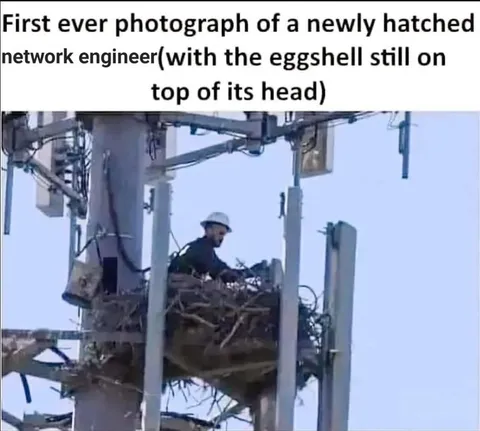 Newly Hatched Network Engineer