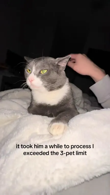 Cat Exceeds the Three-Pet Limit