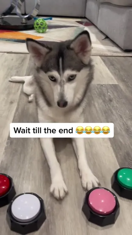Husky Finally Presses the Button