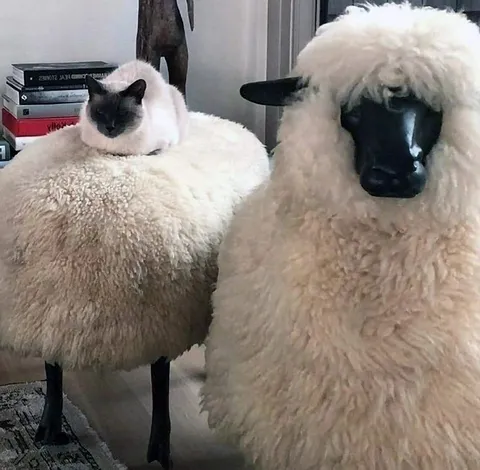 Кот на овце и серьёзная овца