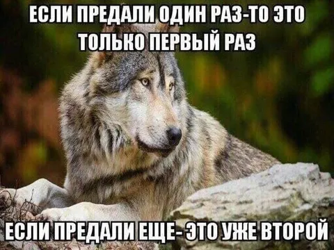 Волк и повторное предательство