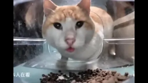 Коты в прозрачном домике