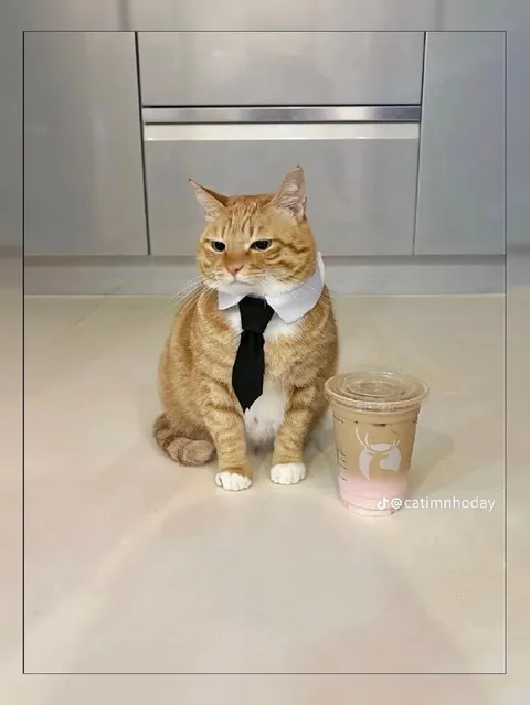 Кот на деловой встрече
