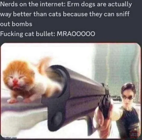 Cat Bullet Beats Dog Logic