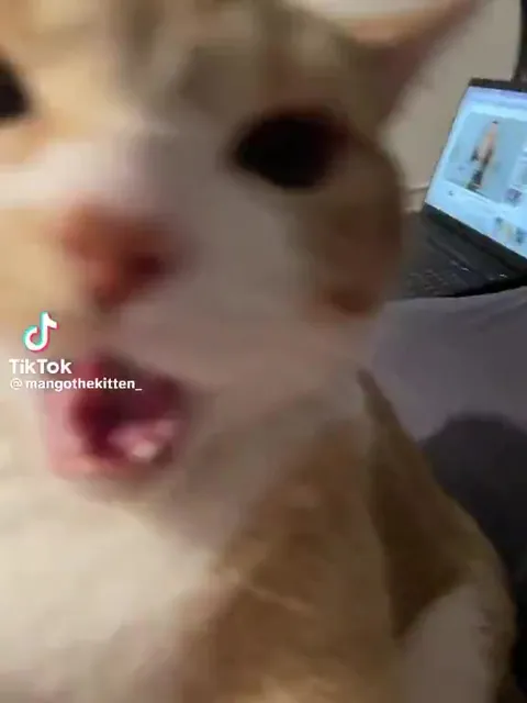 Кот лезет прямо в камеру