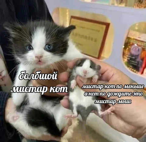 Большой мистар кот и мистар мыш