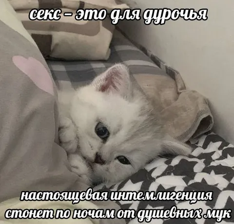 Кот страдает от душевных мук