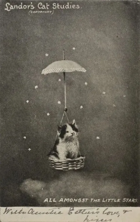 Cat Among the Little Stars