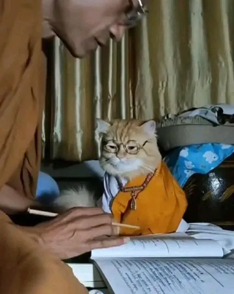 Кот готовится к экзамену