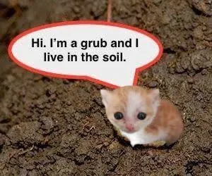 Grub Living in the Soil