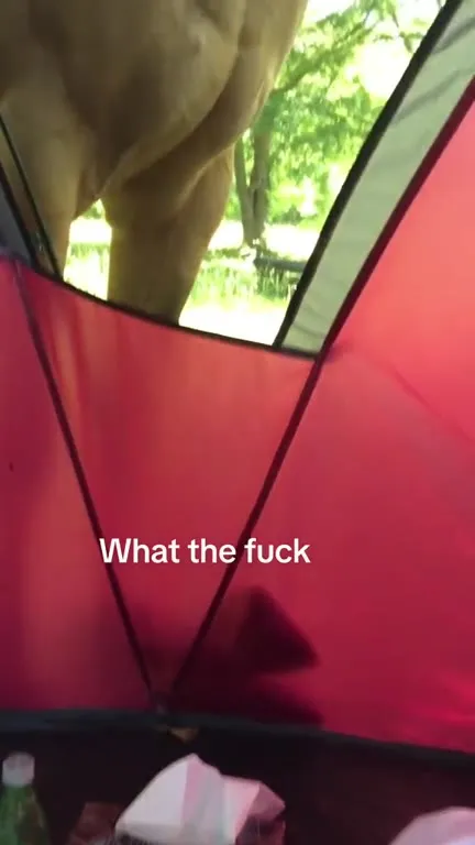 Horse Appears Inside the Tent