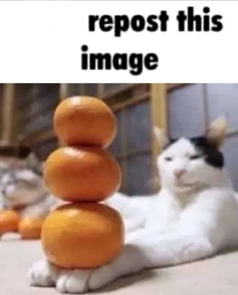 Repost This Image Cats