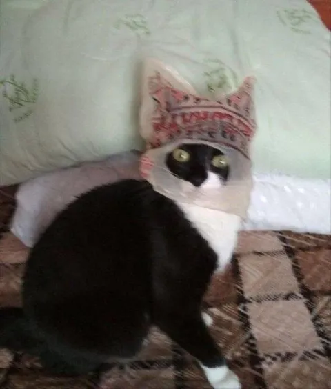 Кот в бумажной короне