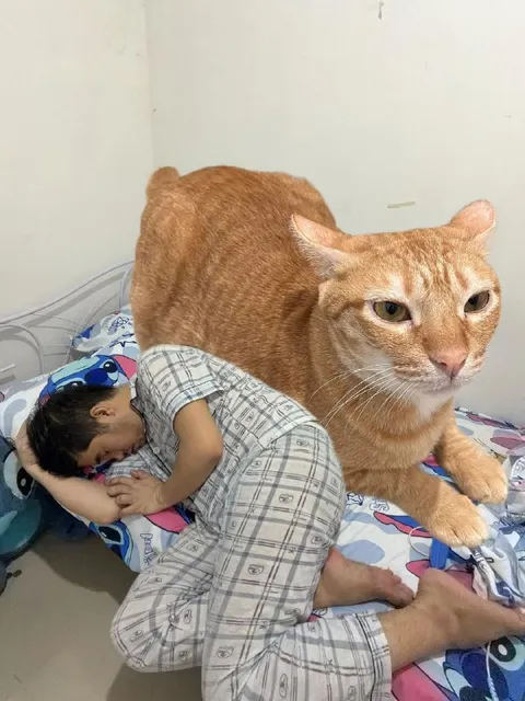 Гигантский кот на кровати