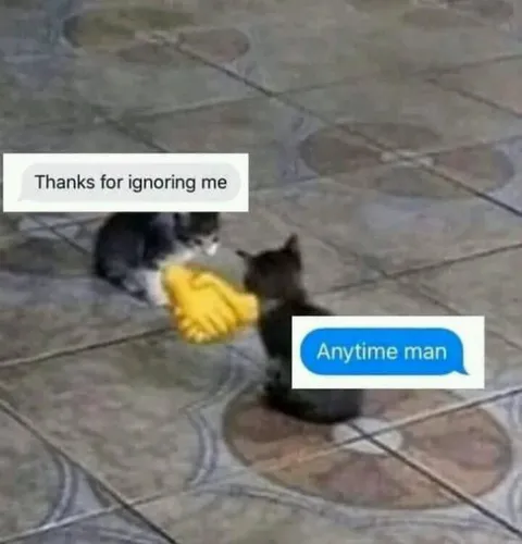 Cats Shake Hands After Being Ignored